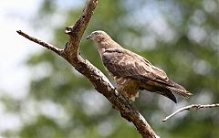 European Honey-buzzard